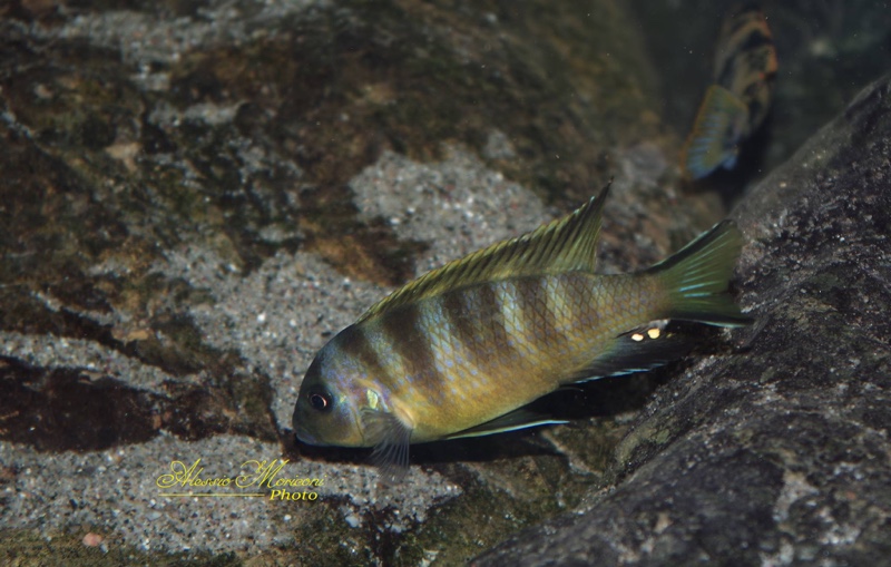 Maylandia melissa 'Chirwa Island'